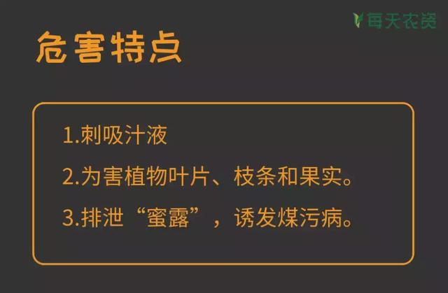 常见蚧类害虫汇总，蚧虫类虫害