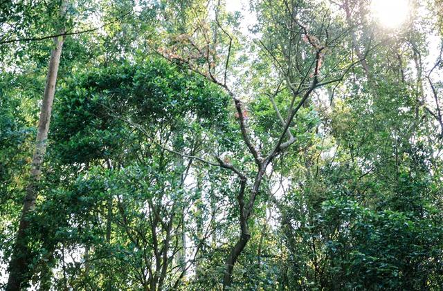 深圳十大山风景区，推荐10个非常值得一去的登山打卡点