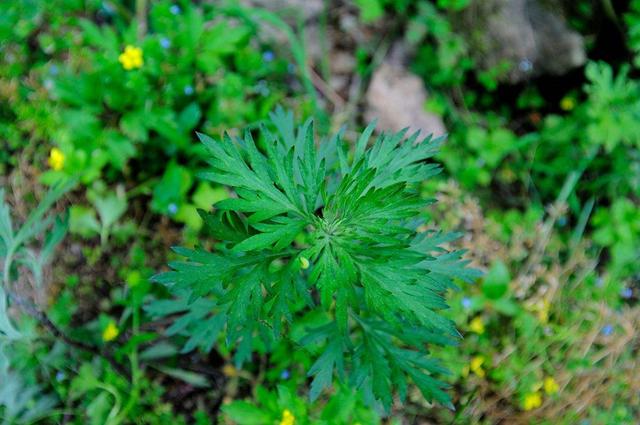 艾菜作用与禁忌，野菜味美可也别盲目食用