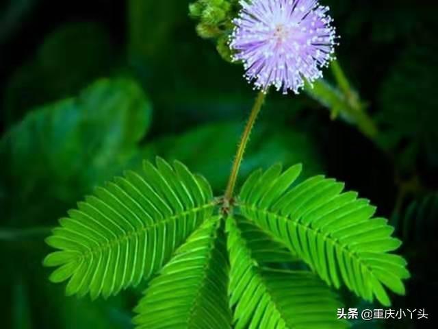 盆栽含羞草的养殖方法和注意事项，像小姑娘一样害羞的草本植物