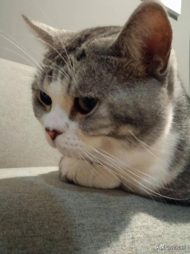 美短猫真的好养吗，养到的人都很幸运