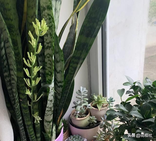 适合家里养的绿植，最好养的家中绿植（6种旺家的绿植优选）