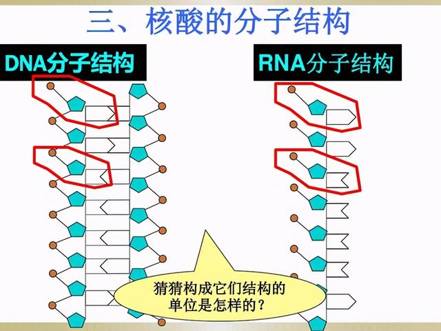 rna由什么组成，什么是RNA