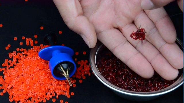 红虫串钩的正确方法，如何串钩钓鱼