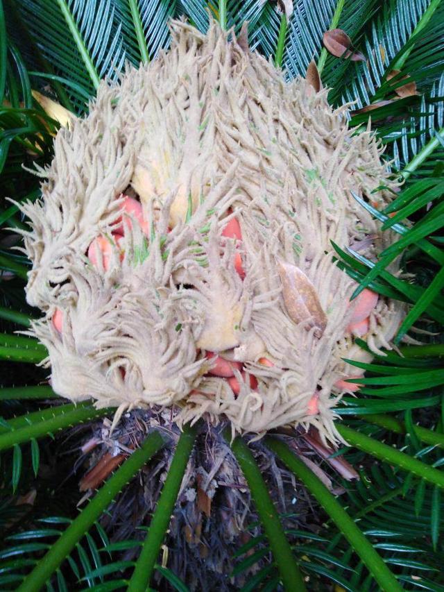 常见镇宅神兽，农村五大镇宅神兽