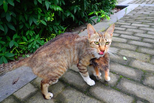 最不建议养的10种猫，这几种猫越养越心累