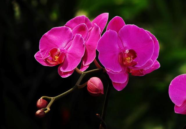 十大最香兰花品种，11种难得一见的名贵兰花