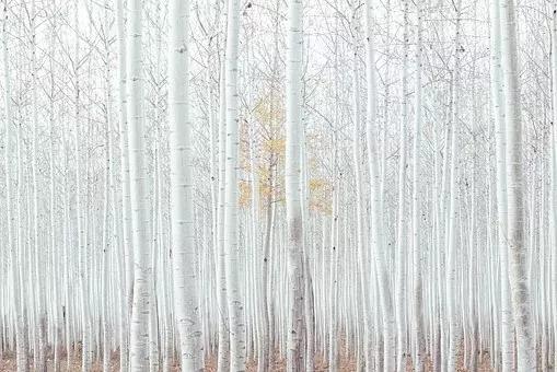 古人对雪的雅称，古代人眼中的雪是什么样的