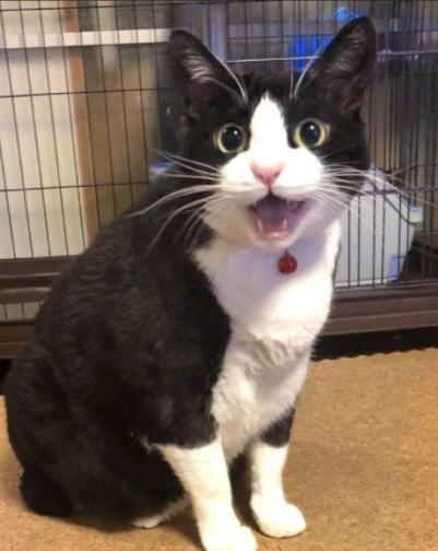 猫咪讨厌你的表现，猫咪讨厌你的五个表现（猫咪出现这6种“现象”）