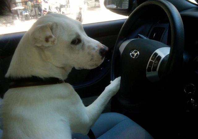 狗狗晕车了怎么快速缓解，狗狗其实也会晕车