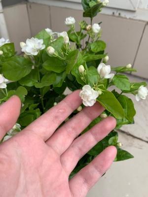茉莉花的养殖方法和注意事项，茉莉盆栽的养殖方法和注意事项（立春“茉莉花”）