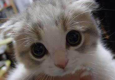 世界上可爱的十大猫咪，盘点世界上最可爱的十大猫咪