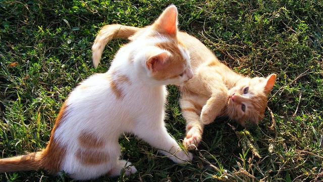 猫咪呼噜噜的声音代表什么意思，猫咪的呼噜声除了表示它心满意足外