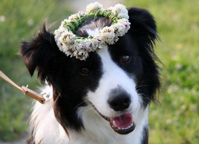 边牧犬的聪明程度介绍，边牧犬一生必定经过的阶段