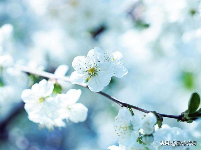 苏轼十首禅诗真是大智慧，苏轼最具有哲理的一首诗