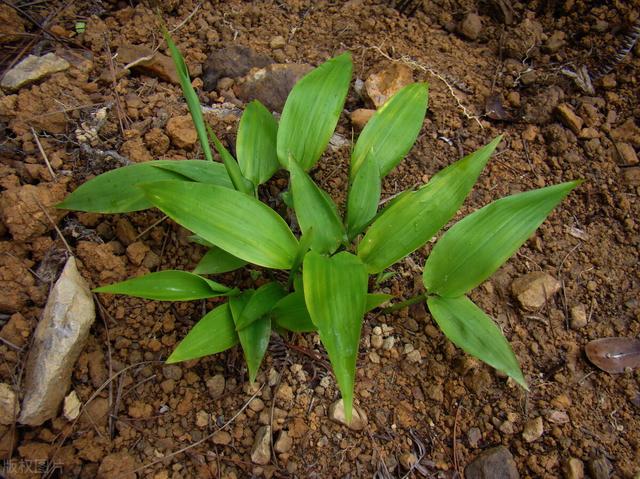 野生竹叶麦冬的功效，却被誉为“不死药”