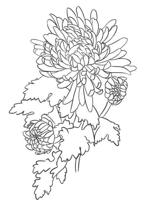 菊花的初学画法，适合零基础学习的菊花三种画法教程