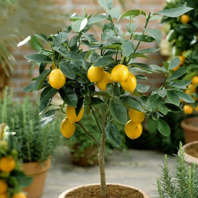 最适合家庭净化空气的花，17种公认的养人花