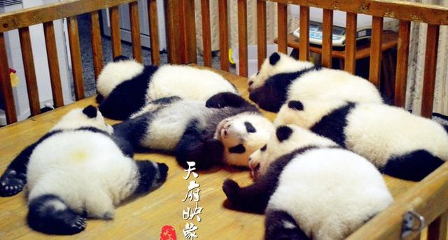 成都自由行攻略，成都自由行最好的攻略