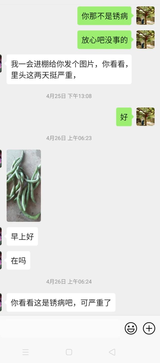 蓟马，蓟马为什么这么防治