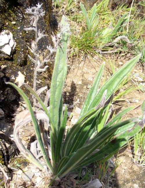 农村的这种野草大家认识吗，老人称“肿瘤草”