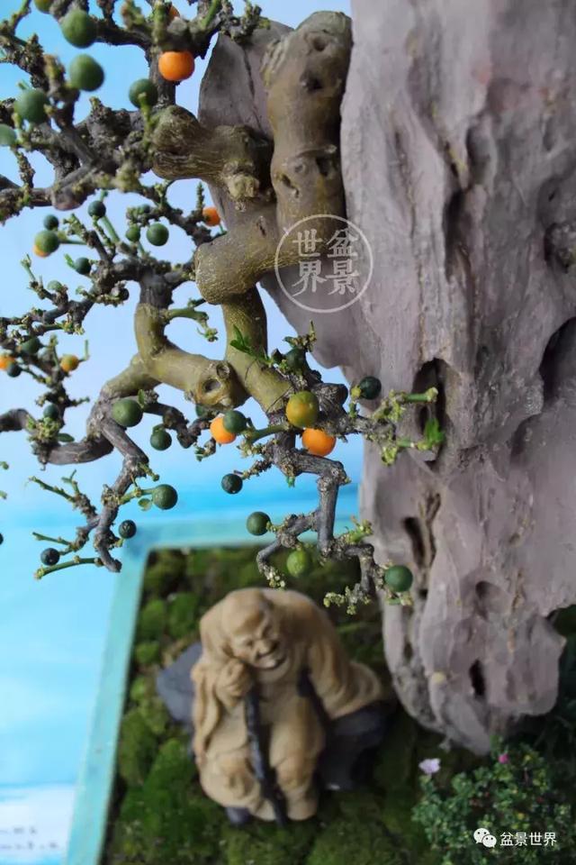 黄杨盆景大全，黄就成老师盆景精品欣赏
