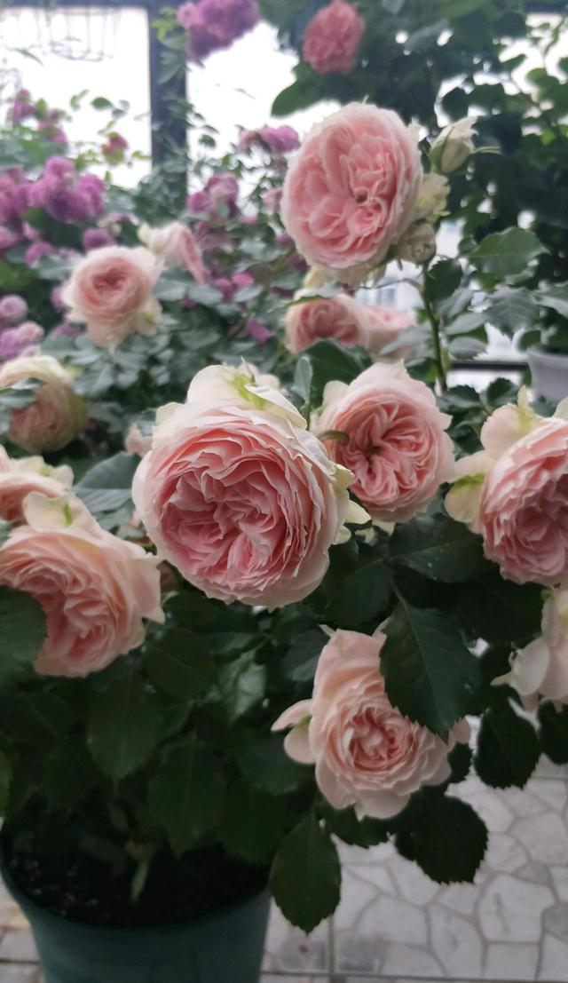 各种家庭阳台花养法，你的阳台还缺花花吗