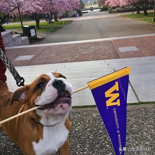 uw是什么意思，uw是哪个大学（华盛顿大学相当于中国什么等级的大学）
