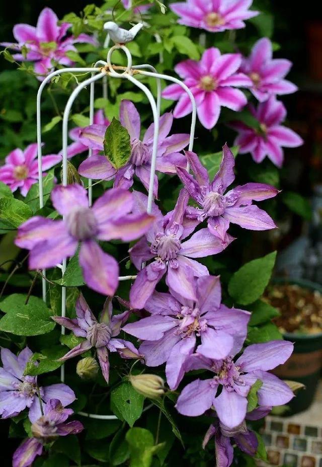 庭院中种什么爬藤花，院子里如果想搭设花廊架