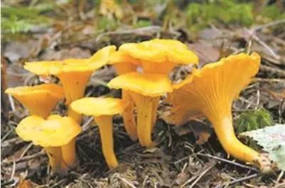 云南最好吃的野生菌在哪，中国最浪漫城市非她莫属