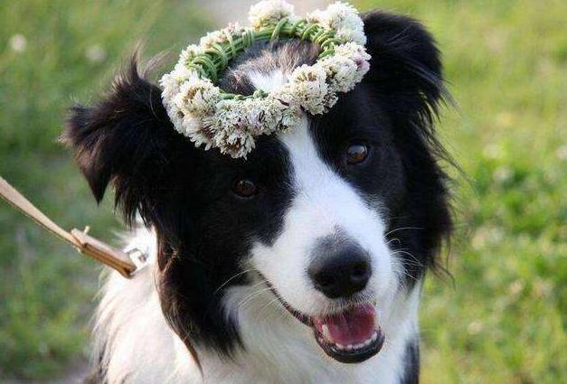 养边境牧羊犬的优点和缺点，饲养边境牧羊犬