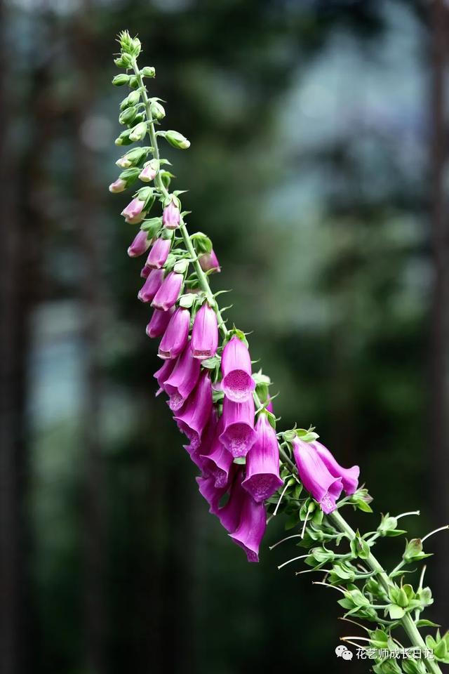 向日葵油画的技法，每日一花三款复古油画里走出的向日葵