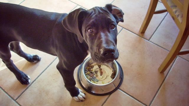 狗狗一直放屁是什么情况，隐藏的身体状况