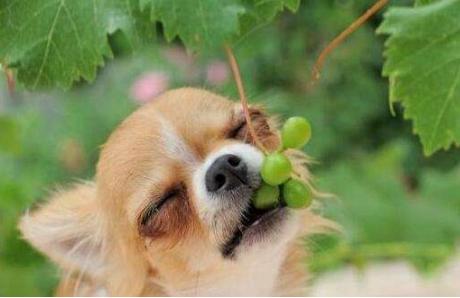 狗狗能吃葡萄干吗，狗狗不能吃的27种食物（狗狗天天吃这六种食物）