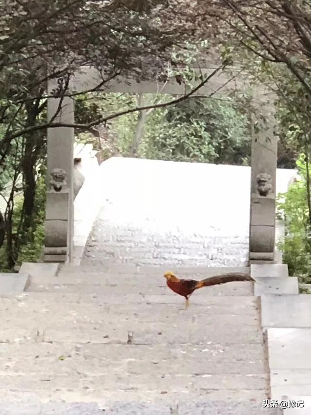 湖南深山发现一个怪泉，深山古寺突现凤凰鸣