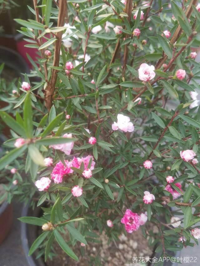 松红梅怎么养才开花，冬天养花赏花就种植松红梅