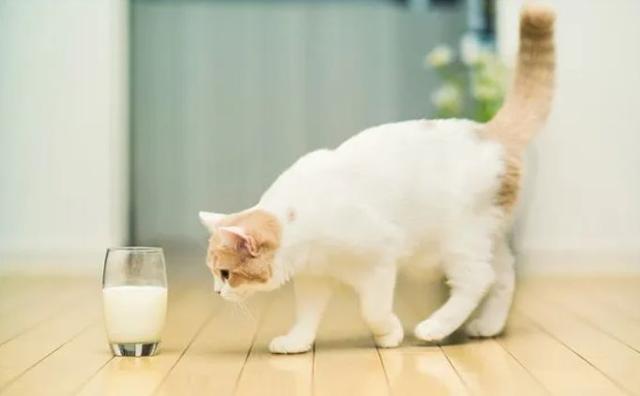猫咪可以喝温水吗，猫咪能喝煮开的水吗（天冷了，猫咪也要多喝热水）