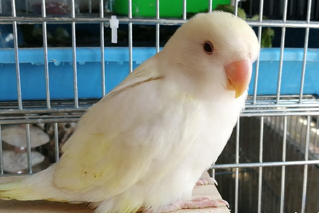 牡丹鹦鹉品种介绍大全，面类牡丹鹦鹉的所有品种