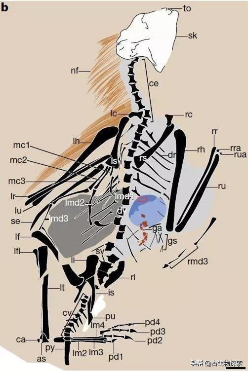 恐龙种类中脖子最长的腕龙，长颈巨龙的杰出代表
