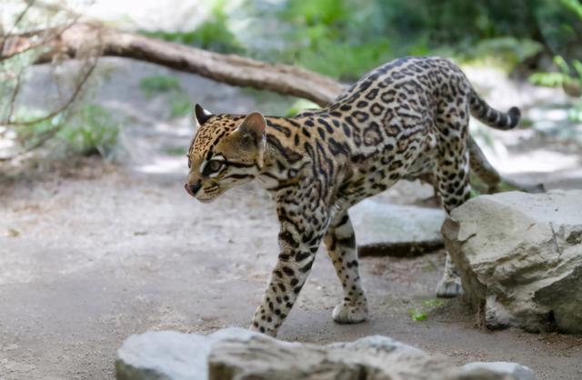 国家重点保护野生动物名录分几级，国家重点保护野生动物名录公布