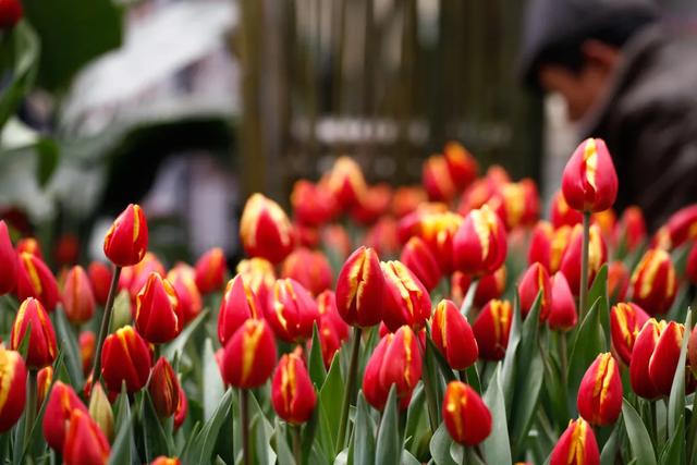 球根植物有几种，海妈园艺课堂干货向