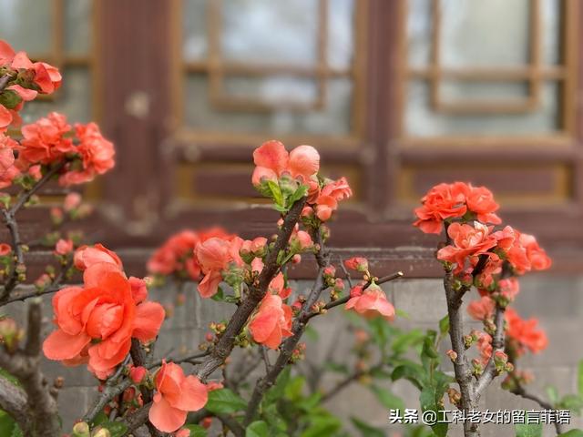 海棠哪个品种最好看，原来海棠有这么多品种
