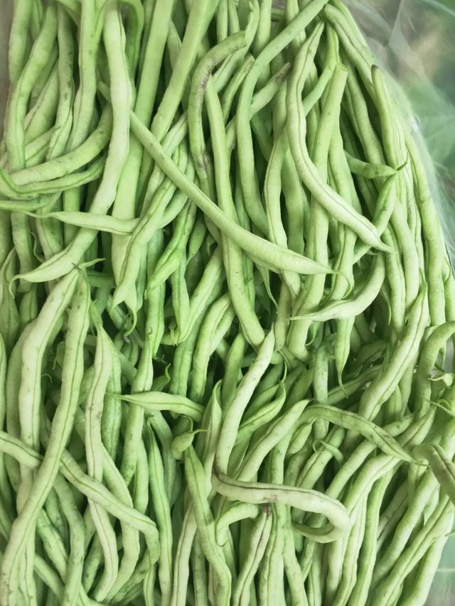 蓟马，蓟马为什么这么防治