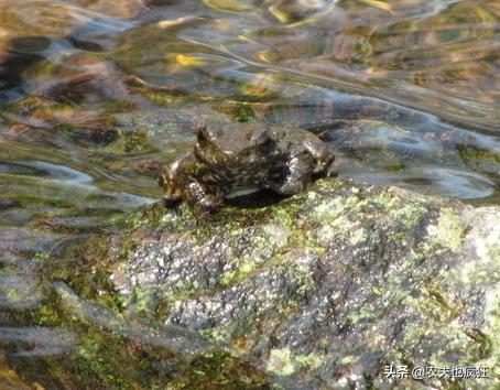 小山沟里的野生石蛙，大山小溪里稀有的物种