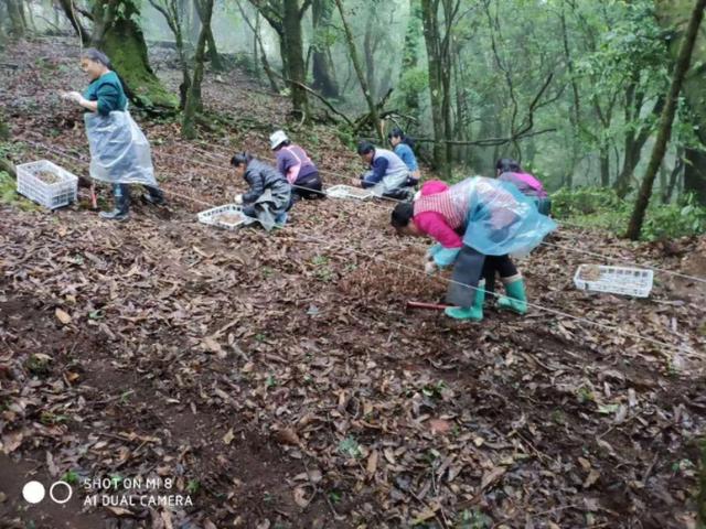 金线莲主治与功能，金线莲种植