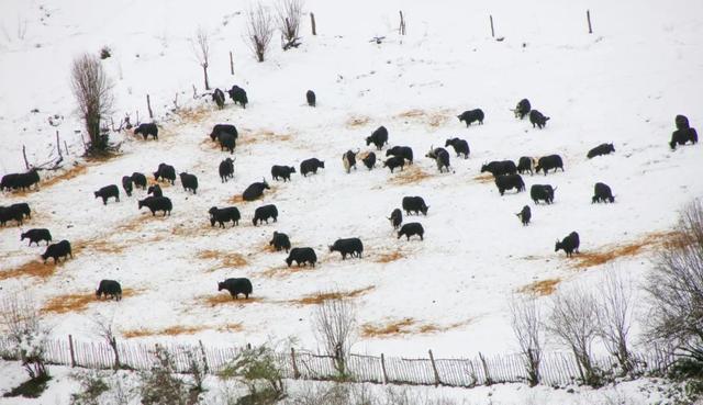 木格措风景区游玩攻略，今冬明春免费游木格措