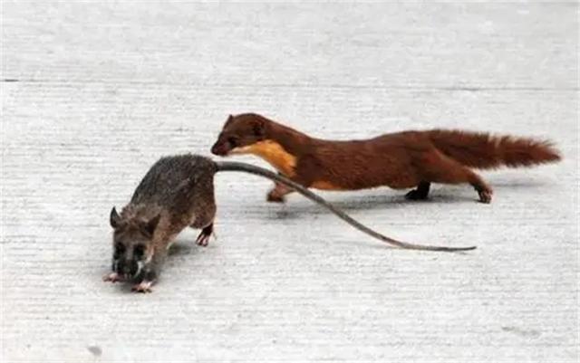 黄鼠狼长什么样子，黄鼠狼身上长什么样（也许需要一次正名）