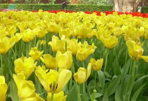 郁金香花语是什么，代表爱的告白和永恒的爱