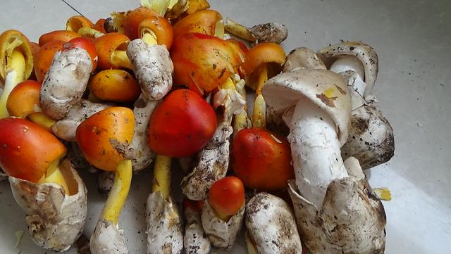 红色的有毒蘑菇有哪几种，颜色鲜艳的蘑菇就是有毒的吗