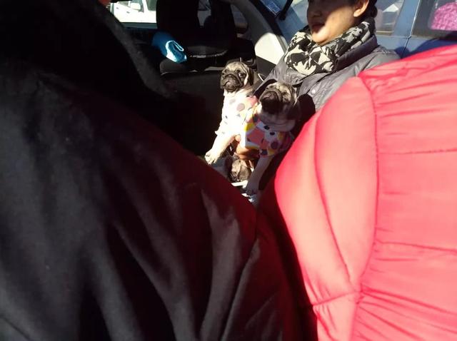 宠物巴哥犬市场价格多少，商贩狗市出售纯种巴哥幼犬